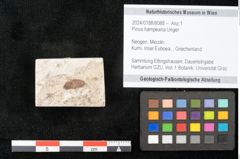 Foto (Objekt + Etikett) von Pinus hampeana Unger (NHMW-GEO-2024-0188-8088)